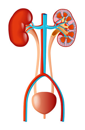 Kidney Tab 1